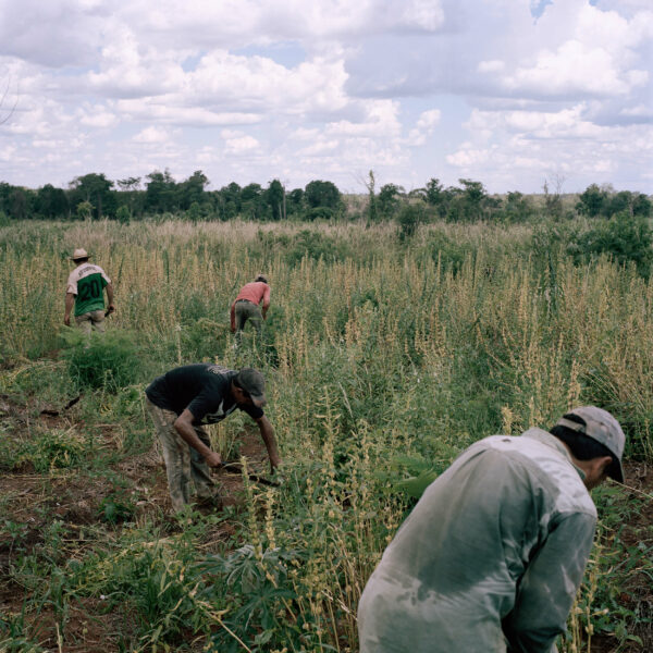 Peasants at the community of Crescencio Gonzalez harvest sesame